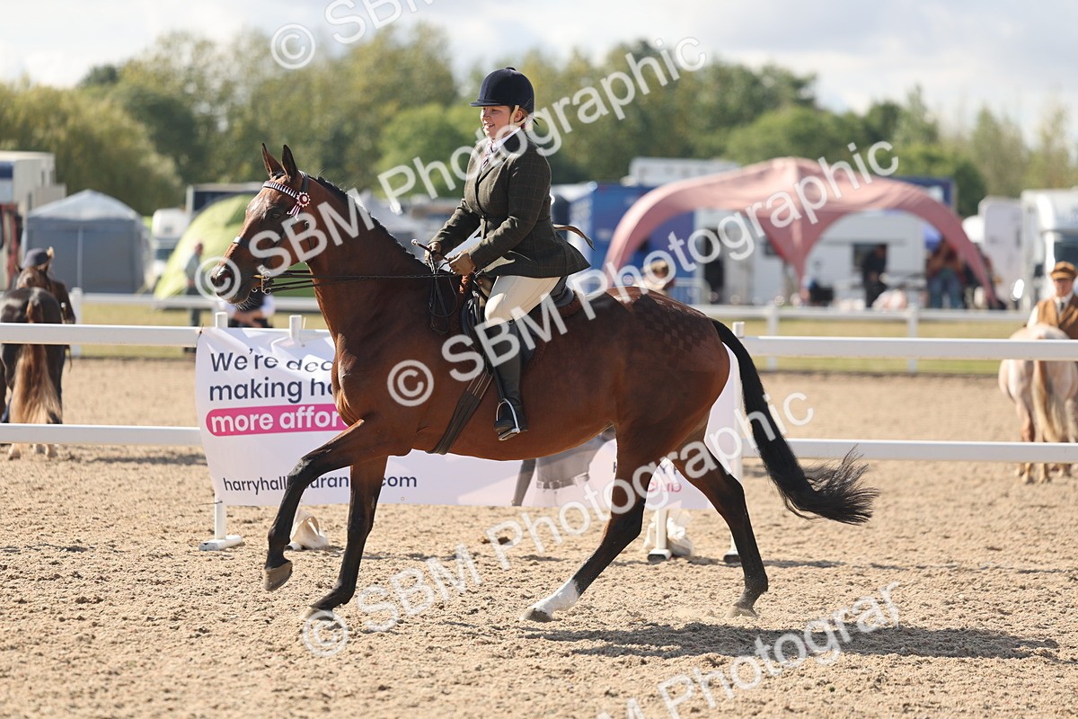 SBM_13187 - Class 306 - Ridden Foreign Breds - Part Bred