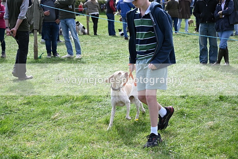 WJ6_8957 - Class 8 Best Working / Gun Dog or Bitch