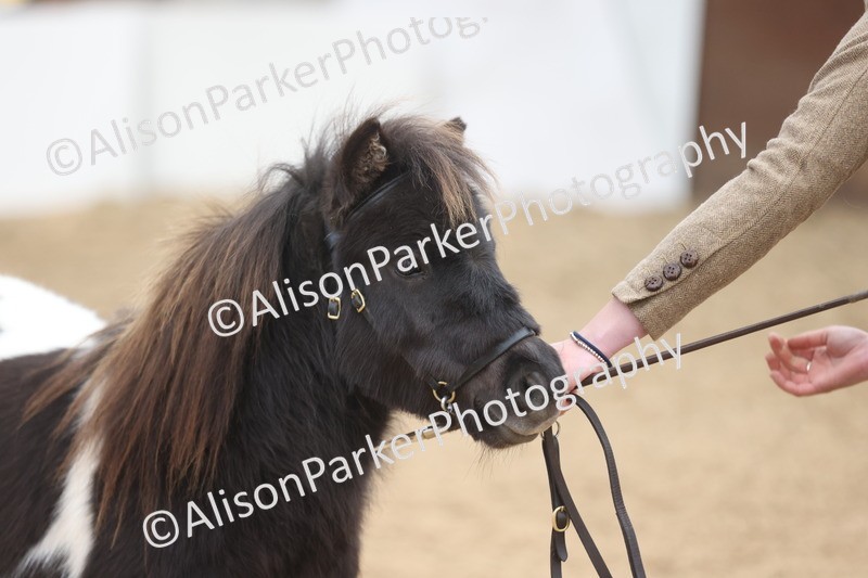 20251109-0199 - Class 10 - Yearling, Colt, Filly or Gelding