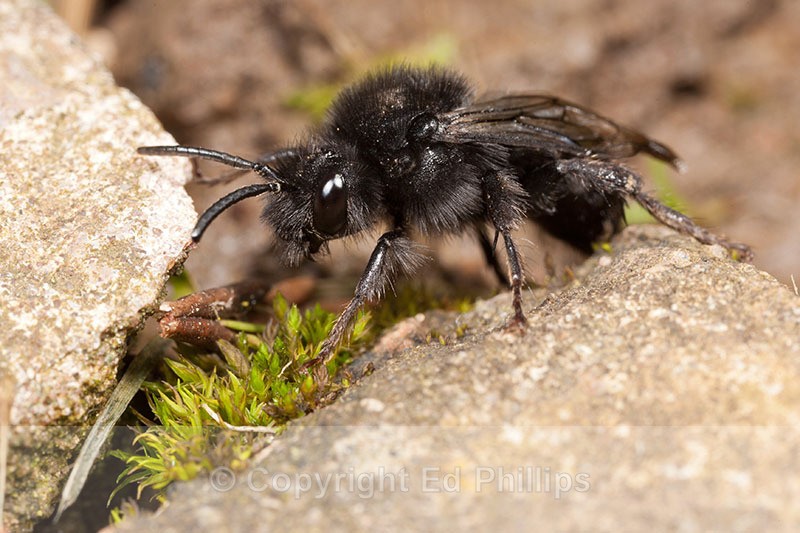 Melecta albifroms (f) - Melecta albifrons
