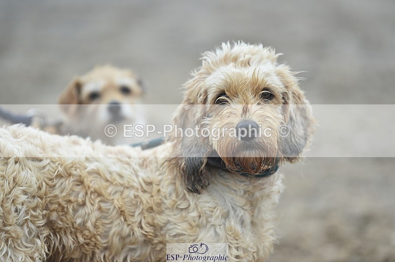 230902A-101418-00380 - Cls 2A Pony Small 70cm