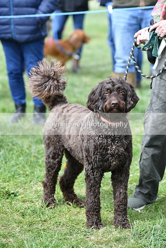 WJ5_9732 - Class 3 Most Handsome Dog