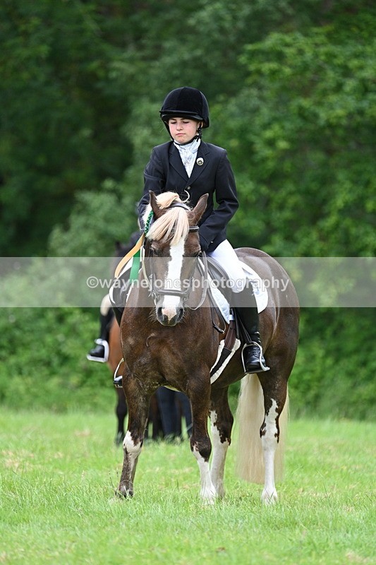 WJ7_4250 - Class 14A Handsome Gelding