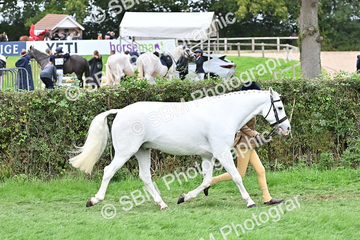 SBM_64943 - S50 - Show Pony & Show Hunter Pony In Hand