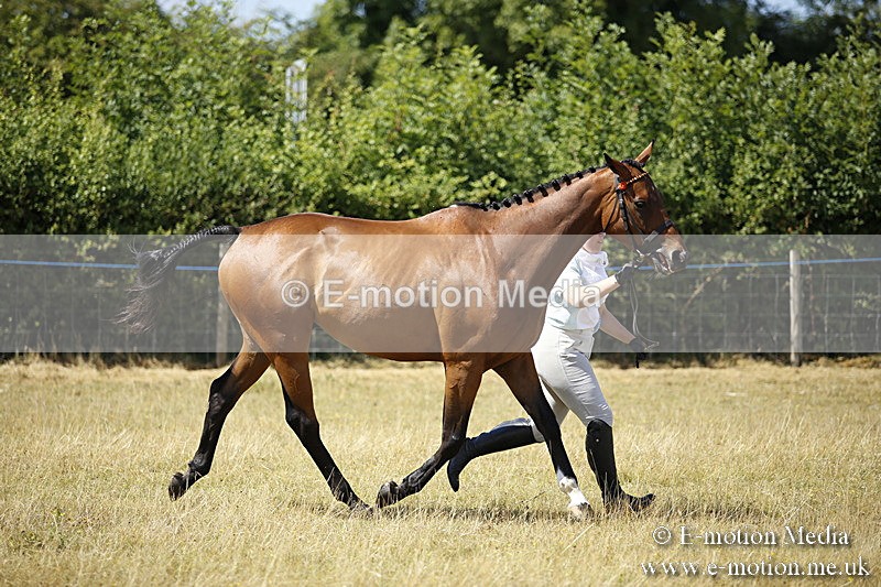 _C7A9704 - BVRC Sow 2018 Ring 2