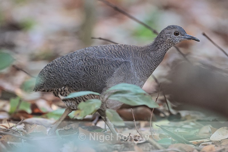 Undulated Tinamou, close side view, Pantanal, Brazil - Undulated Tinamou