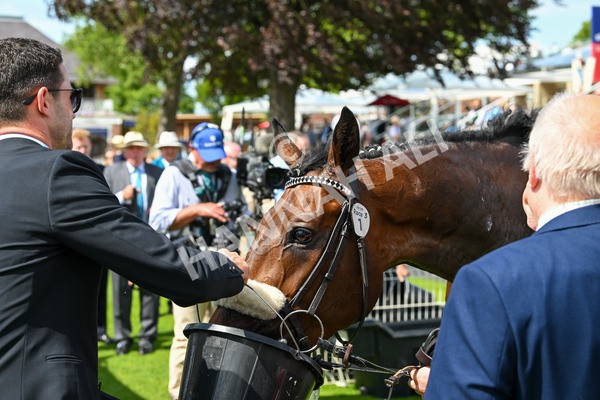 140625-Race 3-Al Qareem-2630 - Race 3 3.00pm Sky Bet Race To The Ebor Grand Cup Stakes