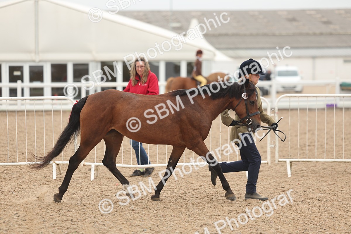 SBM_00503 - Class 13 Young Handler
