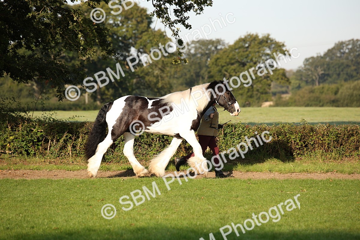 SBM_58657 - S51 - Piebald & Skewbald Horse In Hand