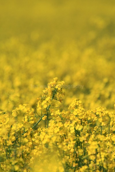 Rapeseed Field _ FL053 - Wild Flowers,  plants & Fungus photography, Great Britain