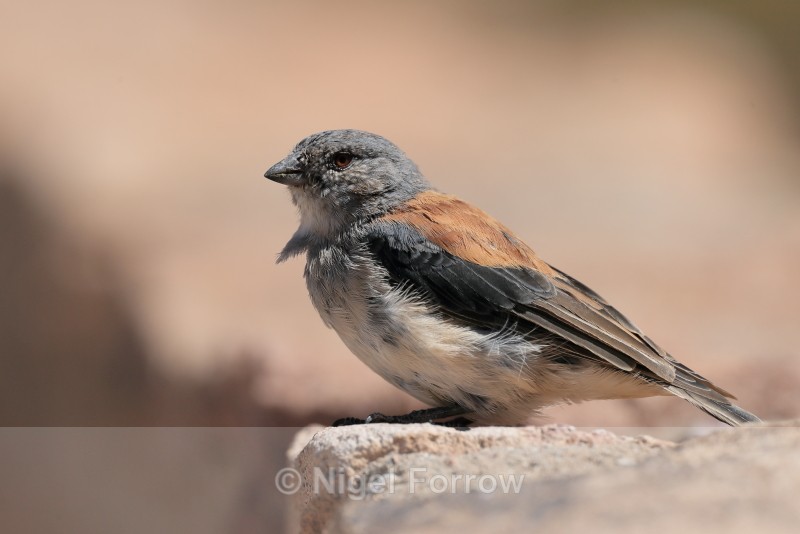 Red-backed Sierra-Finch, close view, El Tatio, Chile - Red-backed Sierra-Finch