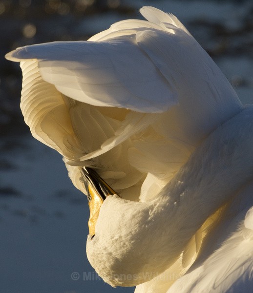 WHOOPER SWAN - WHOOPER SWANS