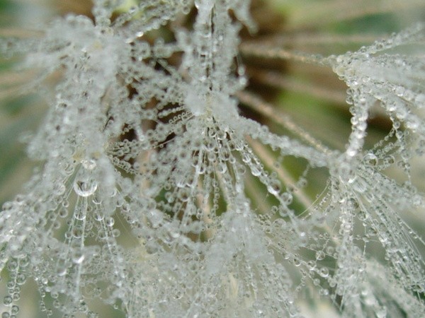 Frosty Lace - MACRO & CLOSE UPS 2