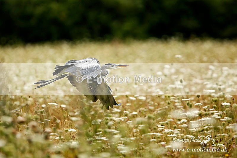 Heron 210812 6 - Nature