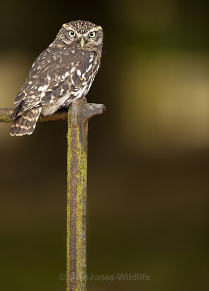 LITTLE OWL - FAVOURITES WILDLIFE GALLERY. Selected images from the wildlife collections.