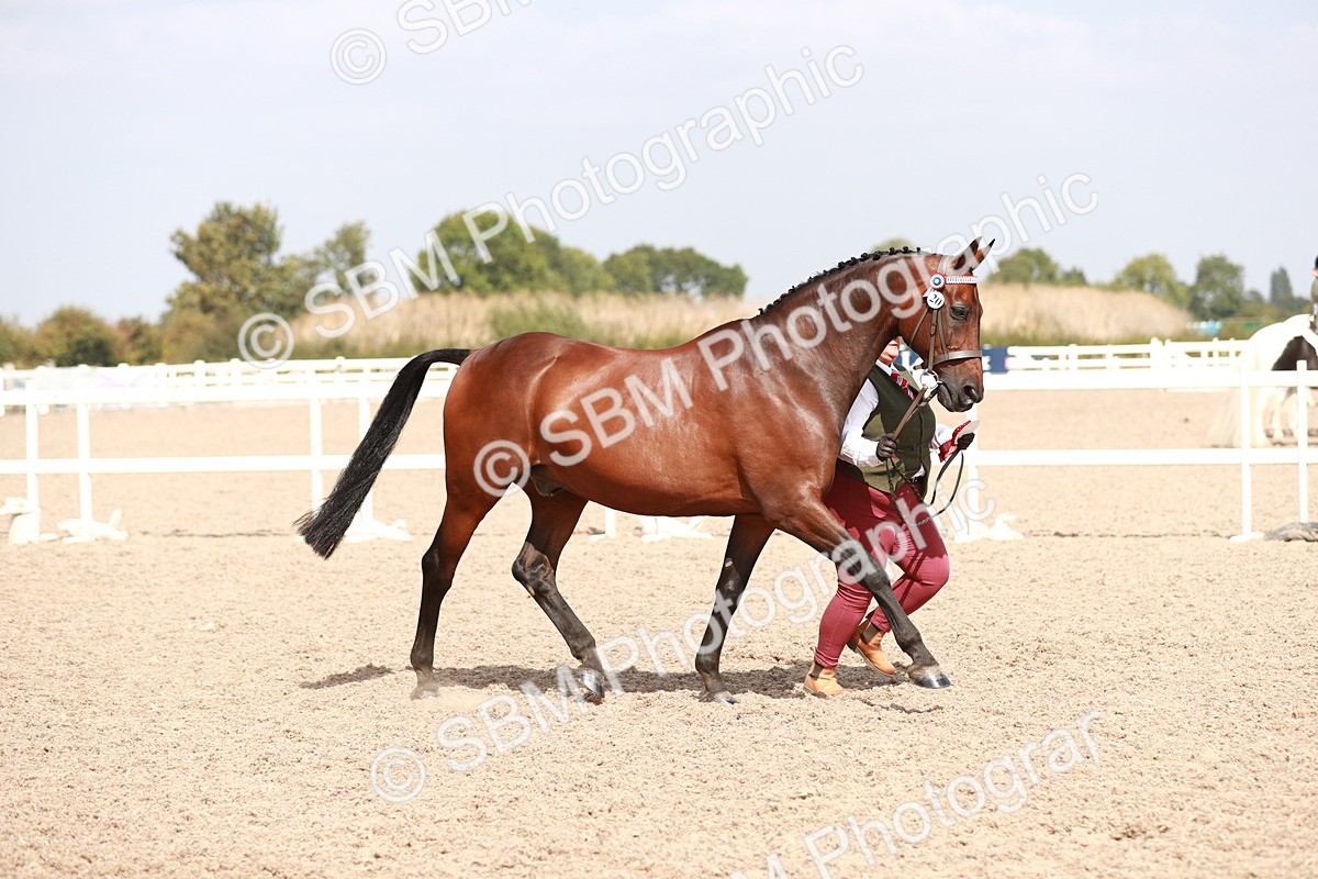 SBM_13308 - Class 208 IH Veteran Horse