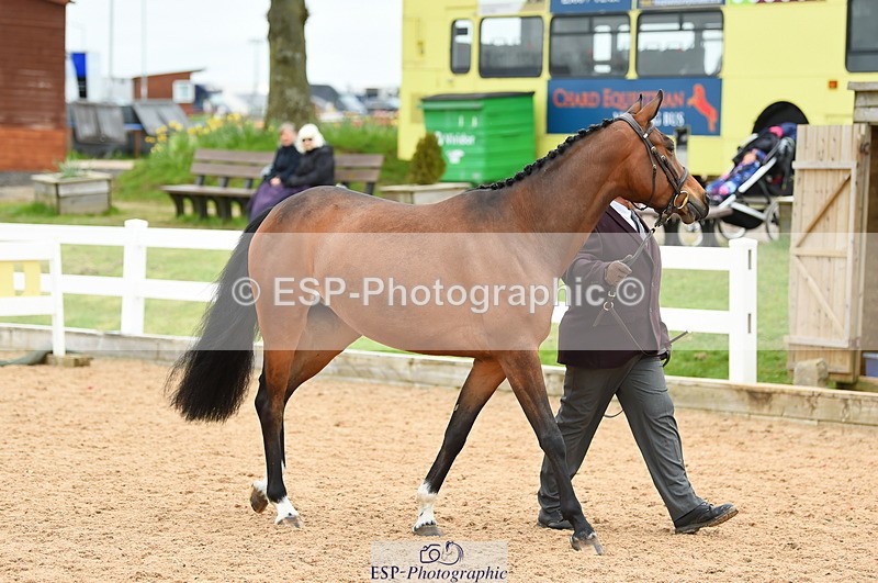 230416A-135948-04712 - Cls 46+43 In Hand Warmbloods and Foreign