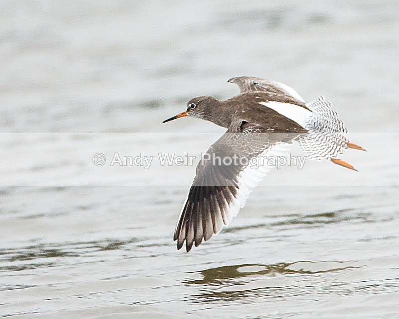 20131001-3K8A6576 - Redshank