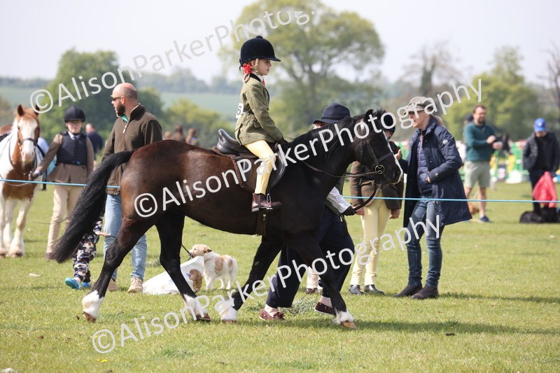 20260426-2501 - Class 31 - Leading Rein