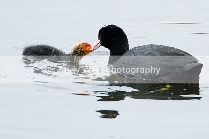 20120520-_MG_0022 - Rails & Coots