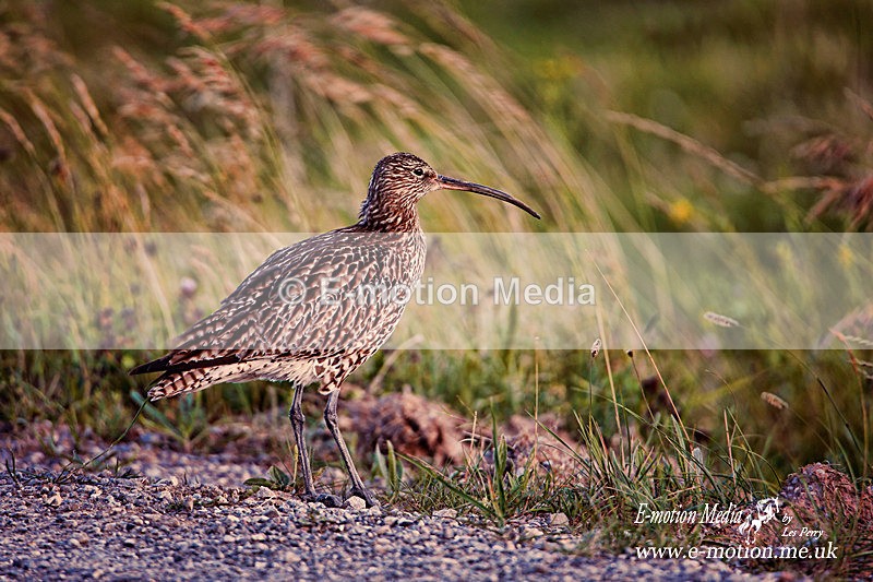 280620 -0101ab - Nature