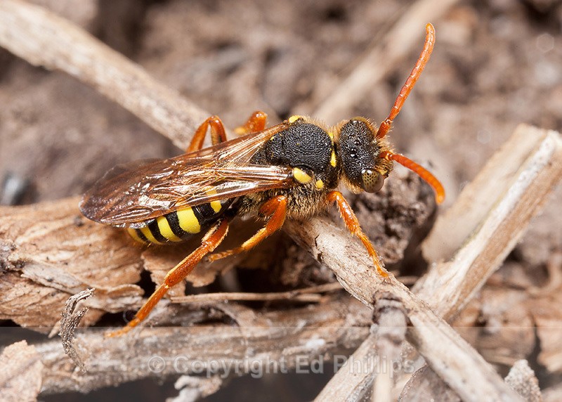 N. goodeniana (f) - Nomada goodeniana