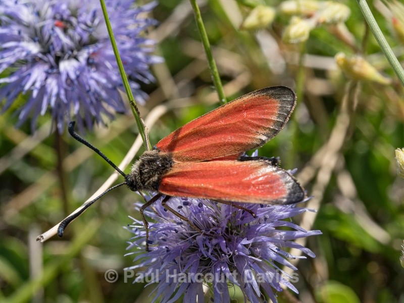 Transparent  burnet  (Zygaena purpuralis) - Insects, Spiders and other Animals