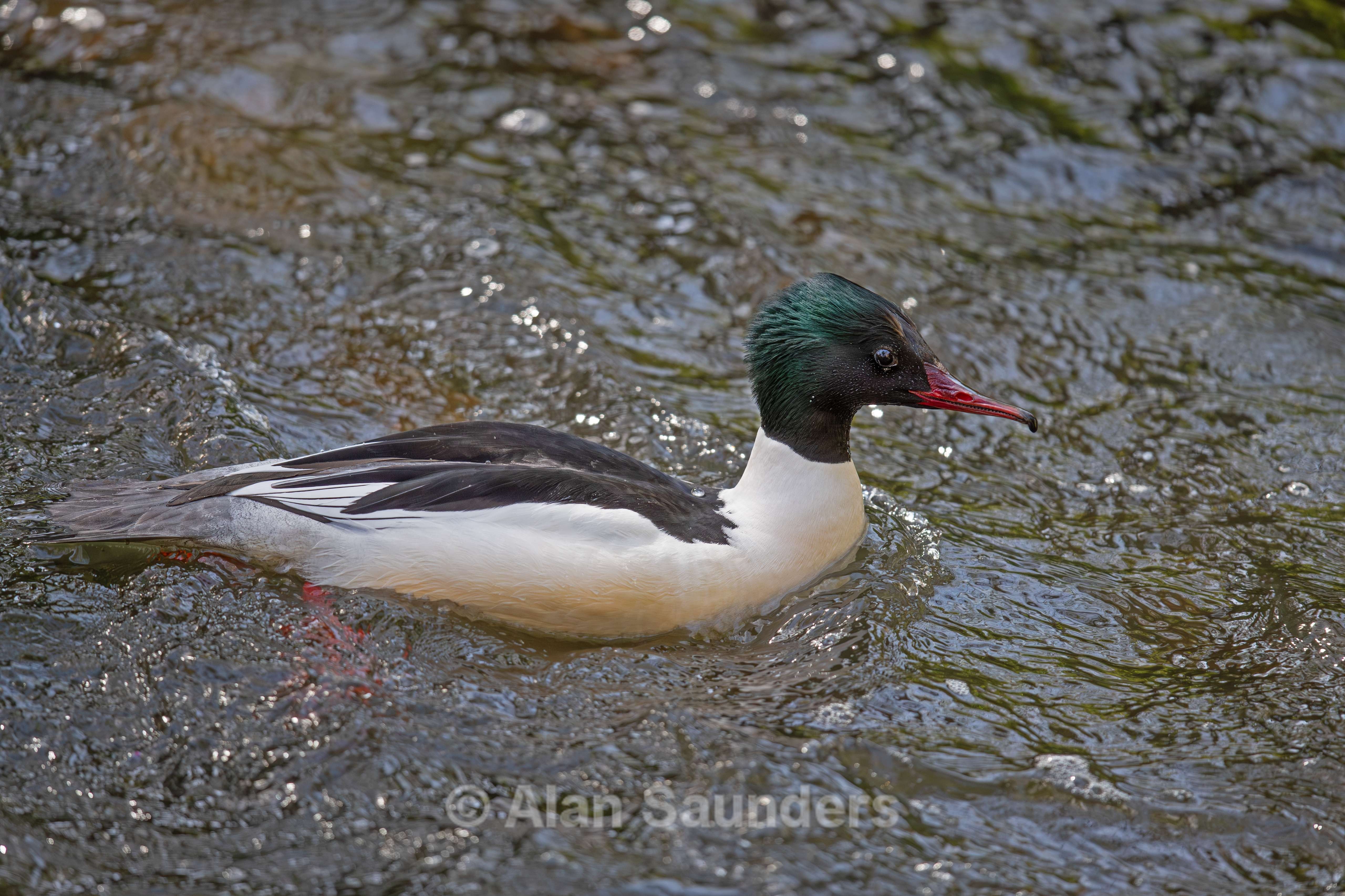 Common Merganser 1 (male)