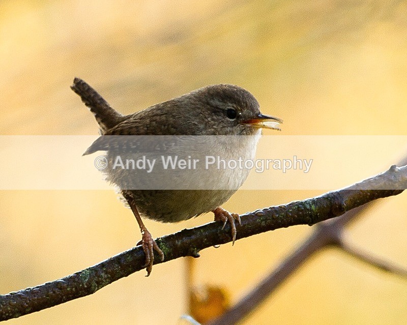 20111106-_MG_7327 - Wren & Goldcrest