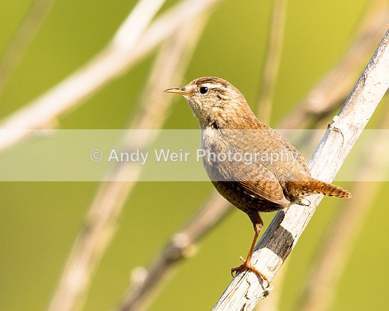 20150503-8E0A9138 - Dunnock & Wren