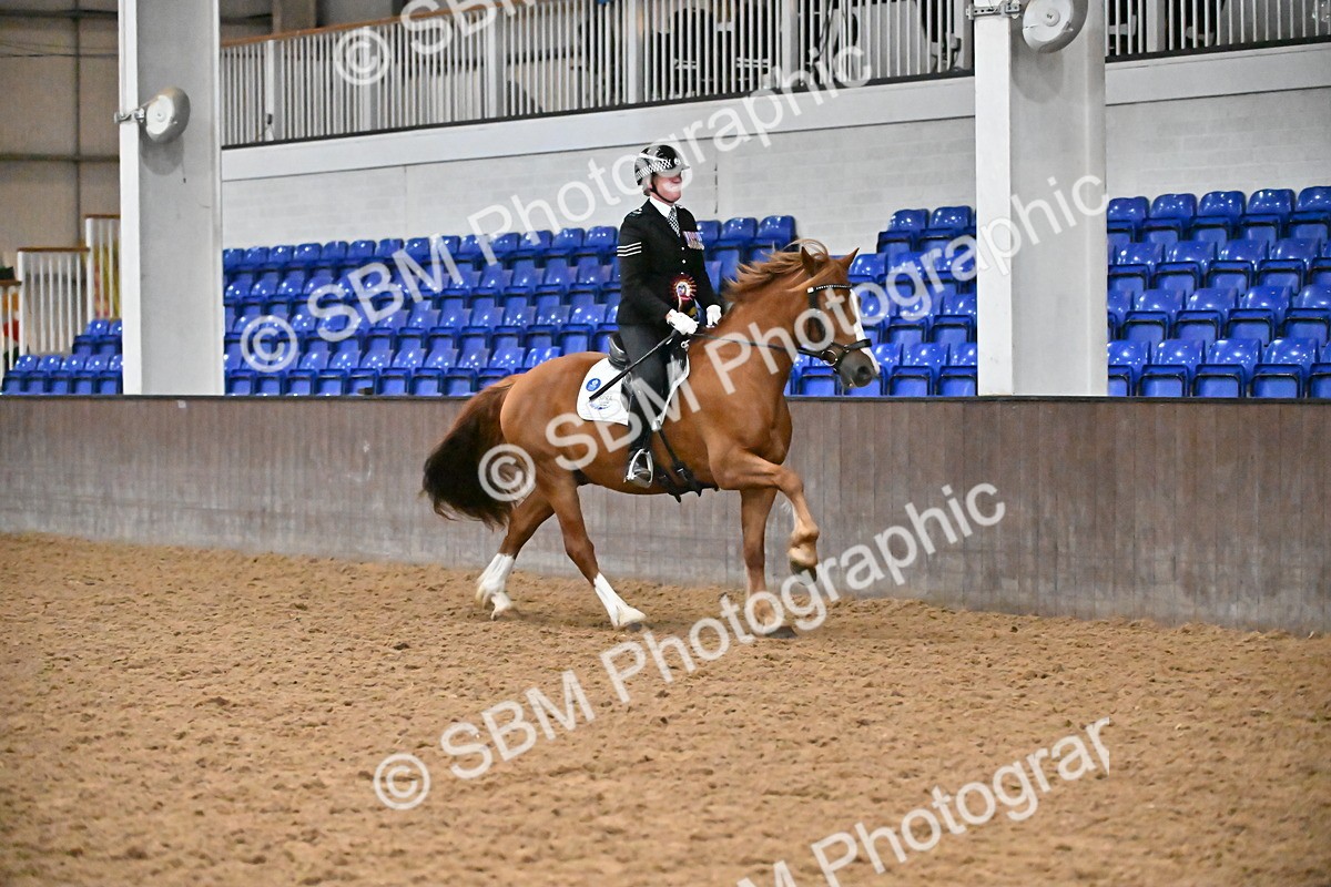 SBM_003068 - Class 37,38 - UKPSAF Performance Horse & Pony