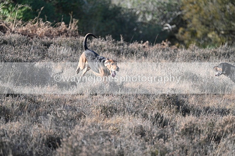 WJ7_7891 - Line 3 (no line 4 or 5)