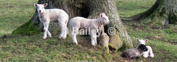 lambs