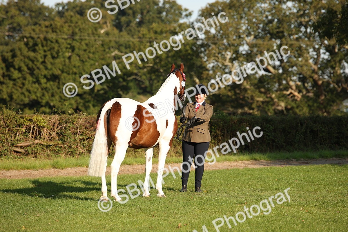 SBM_58695 - S51 - Piebald & Skewbald Horse In Hand
