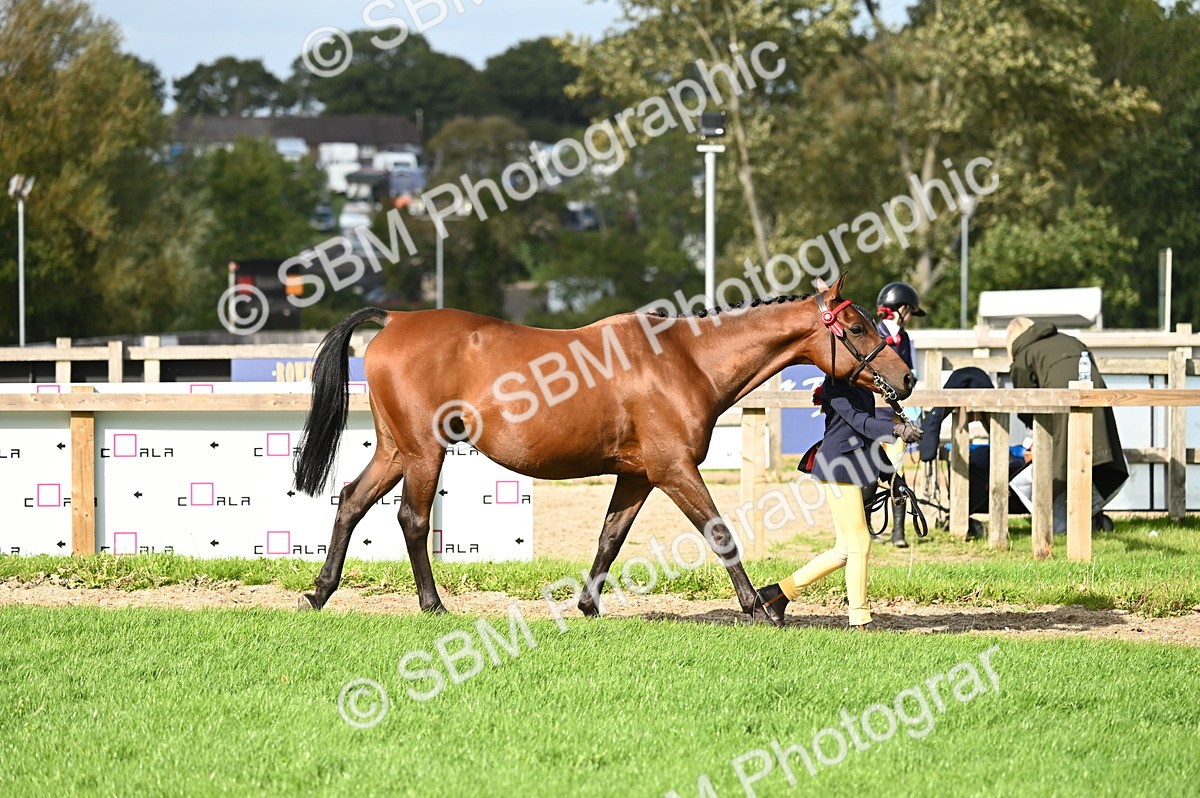 SBM_24956 - S5 - Novice & Newcomer In hand