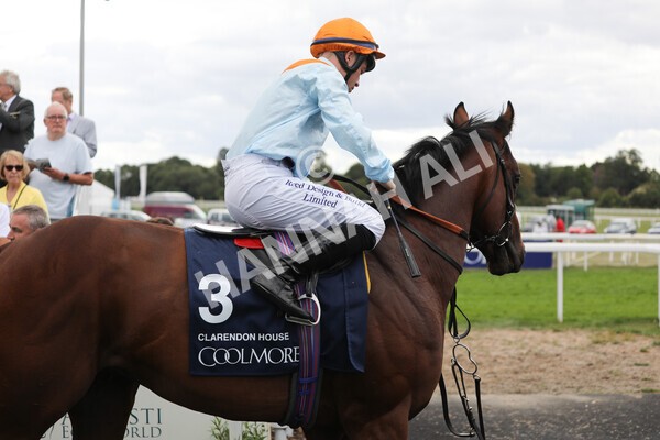 yr19082022r4-11 - Race 4 3.35pm Coolmore Wootton Bassett Nunthorpe Stakes (British Champion Series Race)