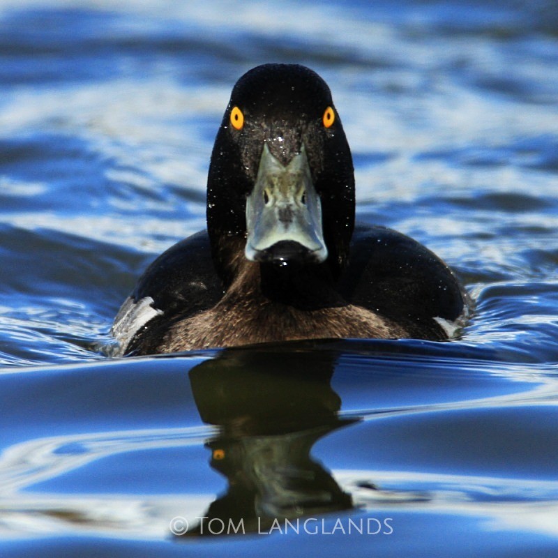 Tufted Duck - Wildfowl