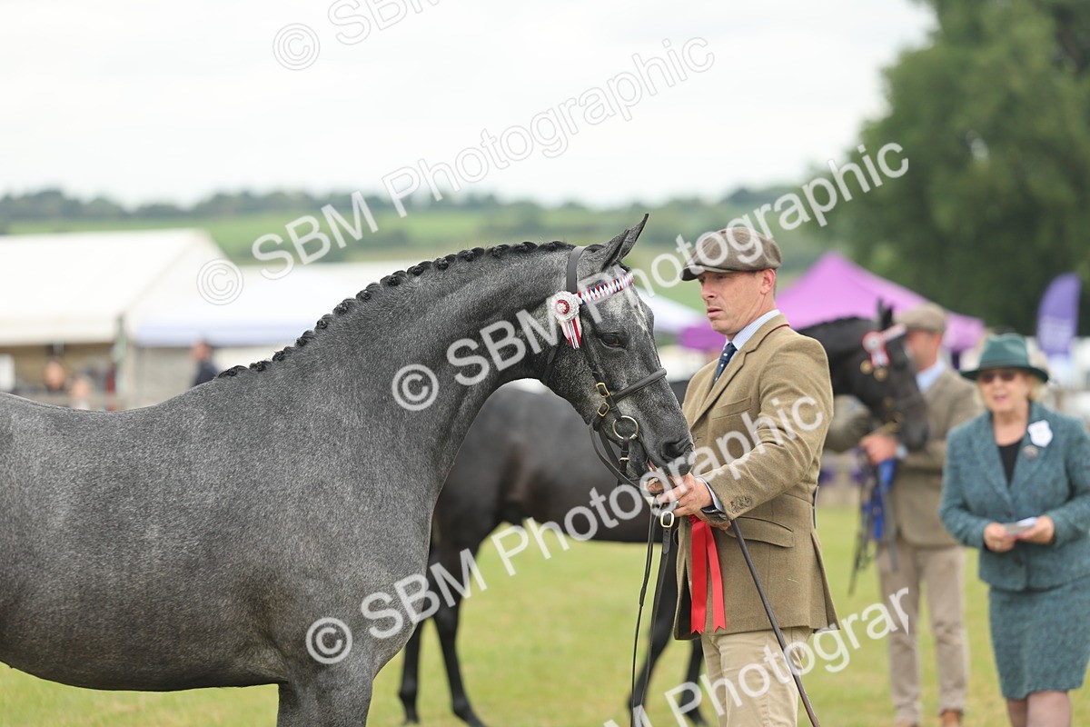 SBM_05503 - Class 68-73 - Riding Pony Breeding