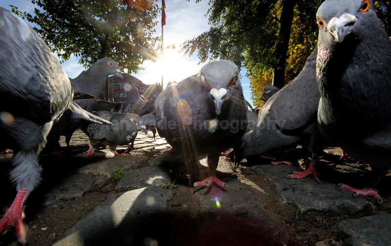 Pigeons in Bristol city centre_0094 - UK and International Urban Wildlife