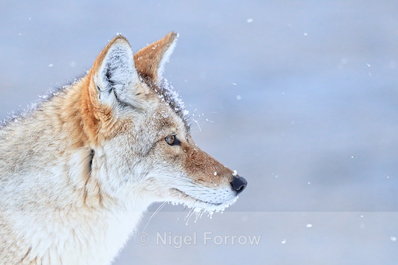 Coyote side portrait, Madison, Yellowstone National Park - Coyote