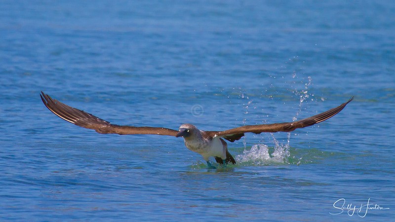 Blue-Footed Booby 5
