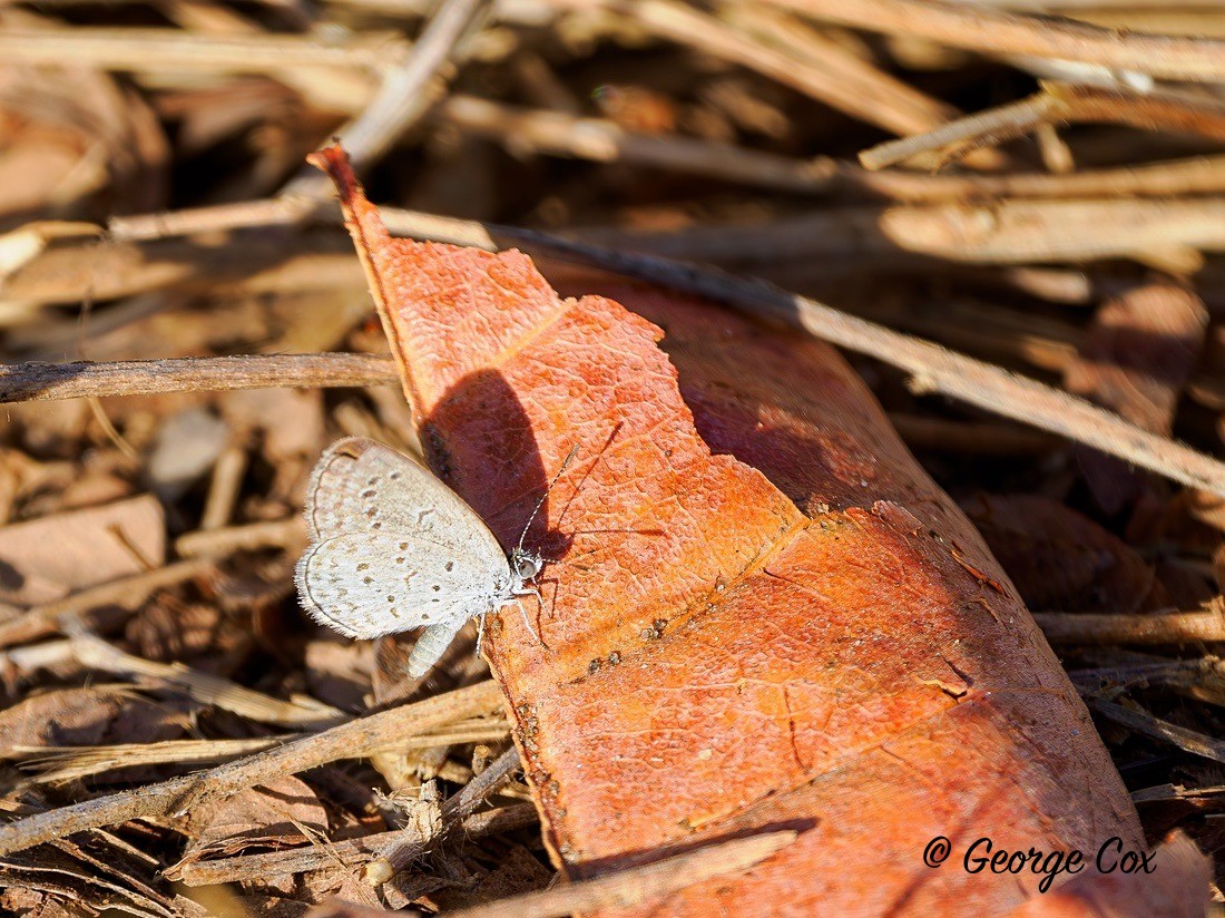 Tiny Grass Blue - Gambia 2025