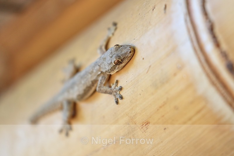 Gecko on door frame, Bali - REPTILES & AMPHIBIANS