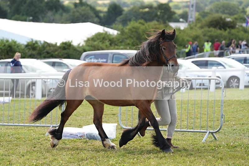 DSC05730 - Class 51: NPS M&M 4 years and over Large Breeds