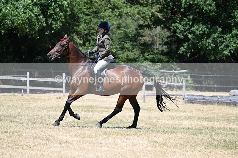 WJ7_3114 - Class 7 Riding Club Show Horse