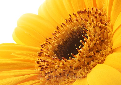  - Botanical/Macro