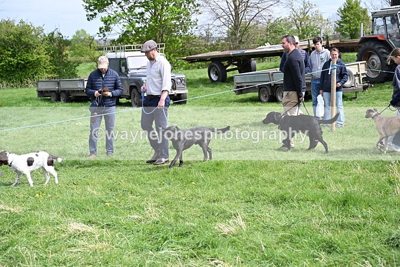WJ6_8851 - Class 8 Best Working / Gun Dog or Bitch