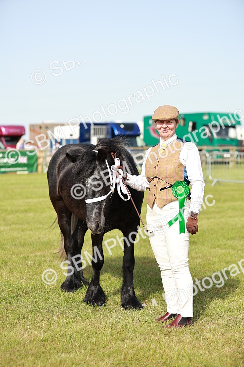 SBM_00775 - Class 14-23 - Mountain & Moorland In Hand Non Welsh