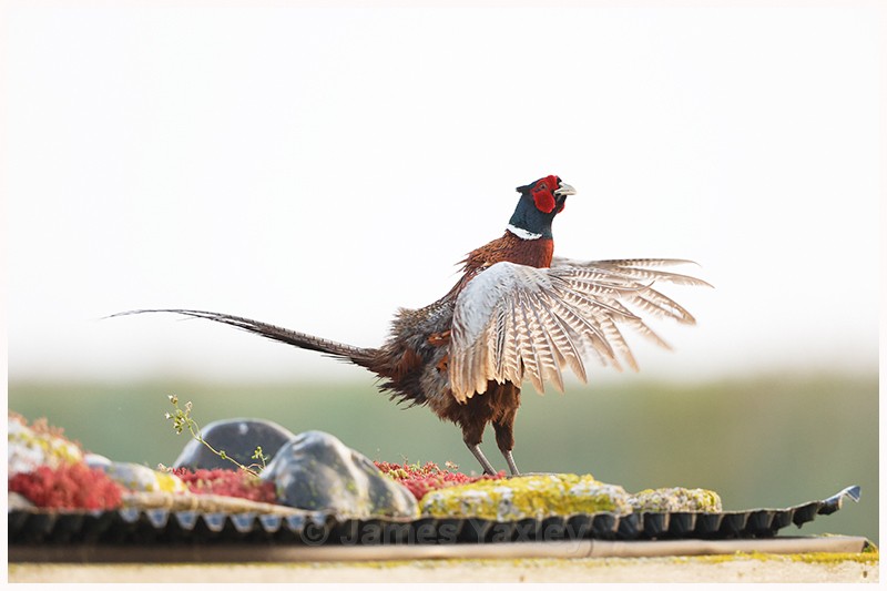 Salutations on a Sedum Roof  - Latest Work