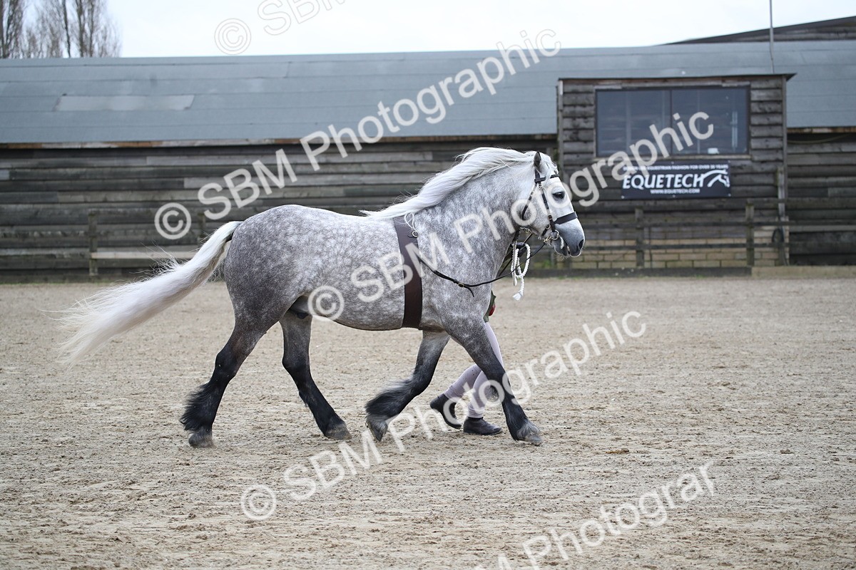SBM_004090 - Class 1-4 - Young Stock classes Inc. In Hand Championship